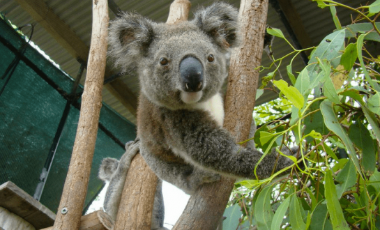 Lycée en Australie koala